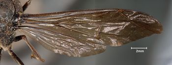 Media type: image;   Entomology 33213 Aspect: wing